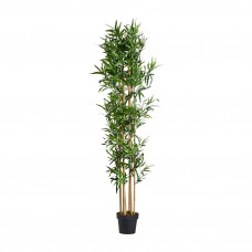 Planta Bambu