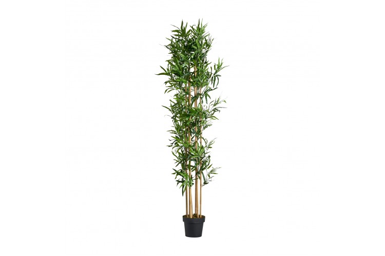 Planta Bambu
