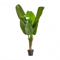 Planta Bananeira